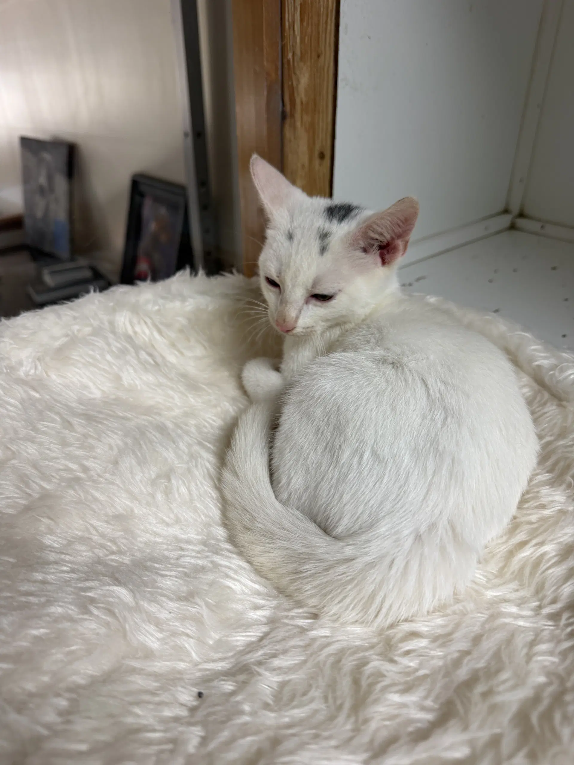 Nash Alexander - Domestic Short Hair