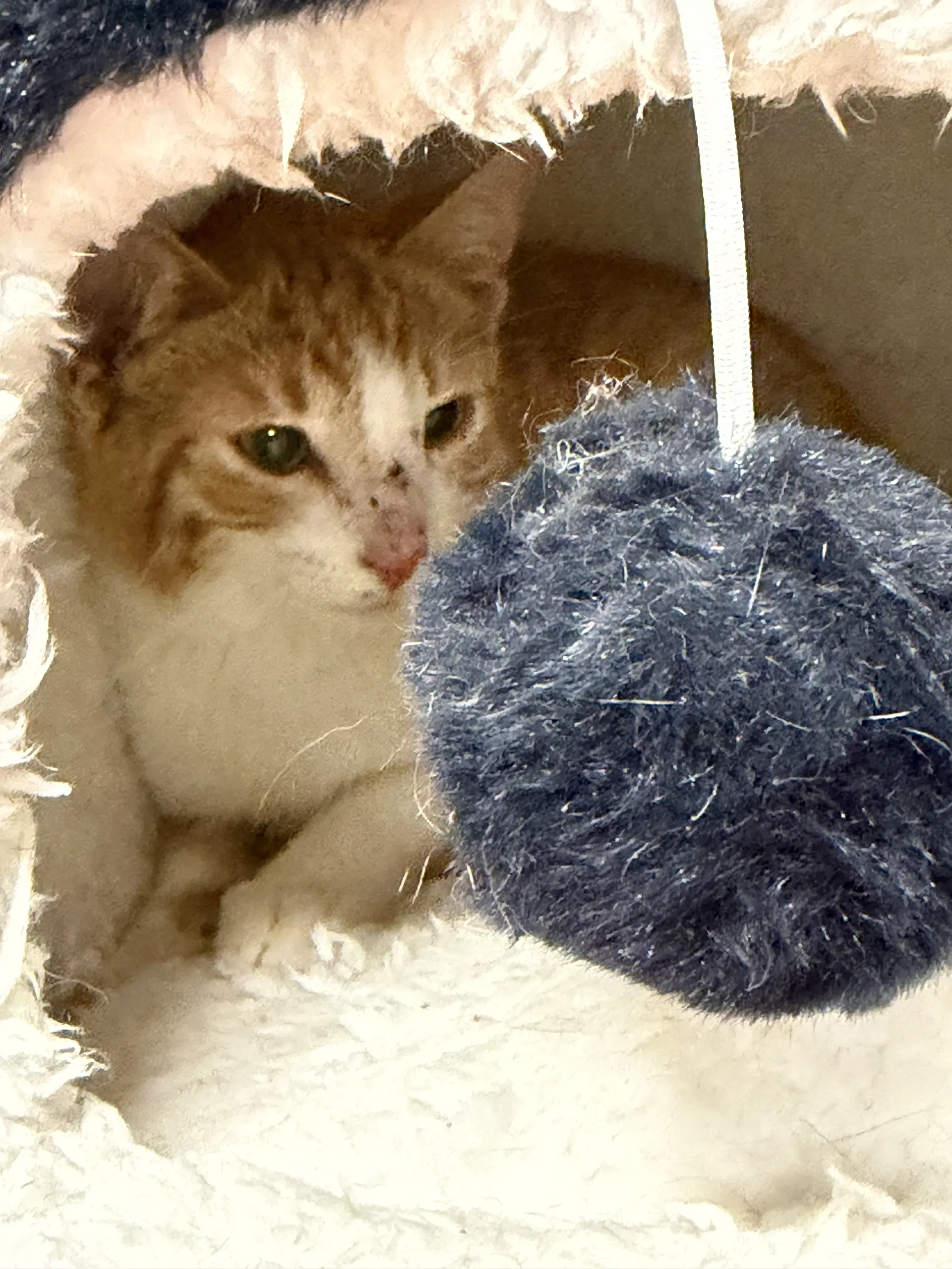 Finn - Domestic Short Hair