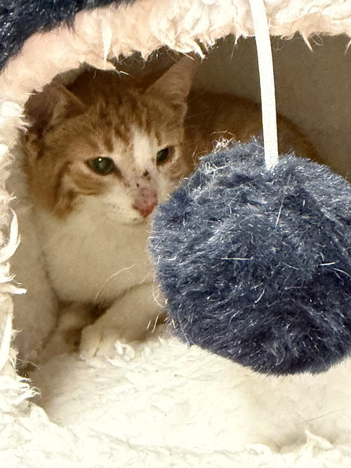 Finn, a cat for adoption from Safe Pet Project Inc