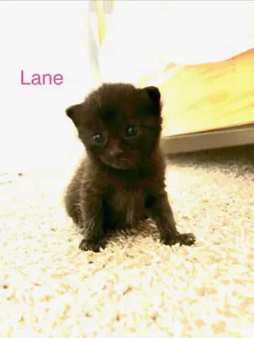Lane image 1