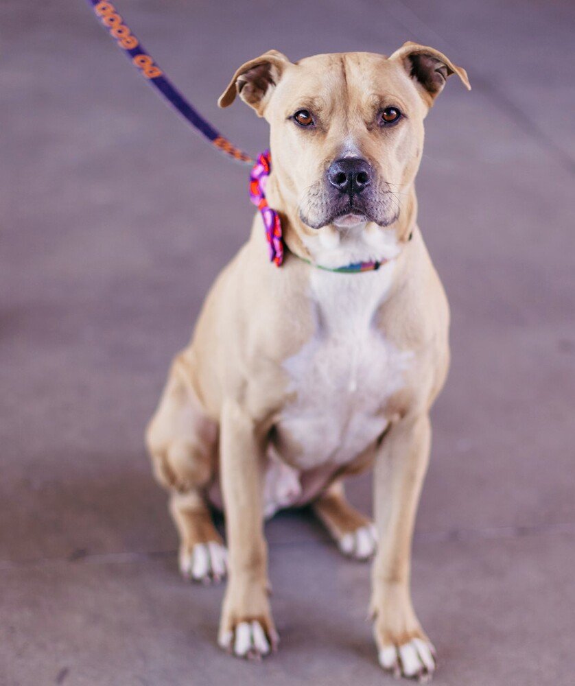 adoptable Dog in OKC, OK named Scooby