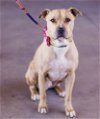 adoptable Dog in , OK named Scooby