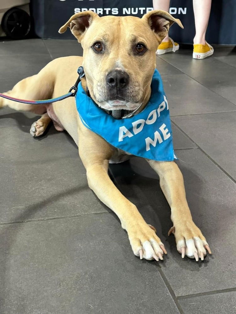 adoptable Dog in OKC, OK named Scooby