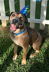 adoptable Dog in  named Rivers