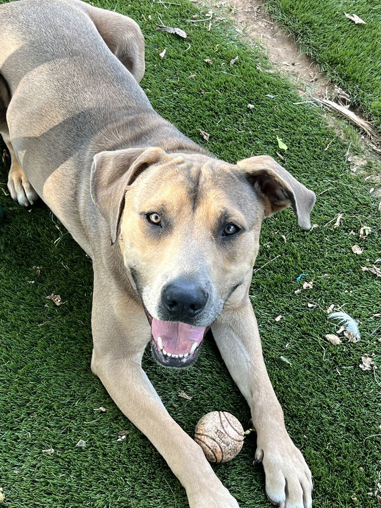 adoptable Dog in OKC, OK named Rivers