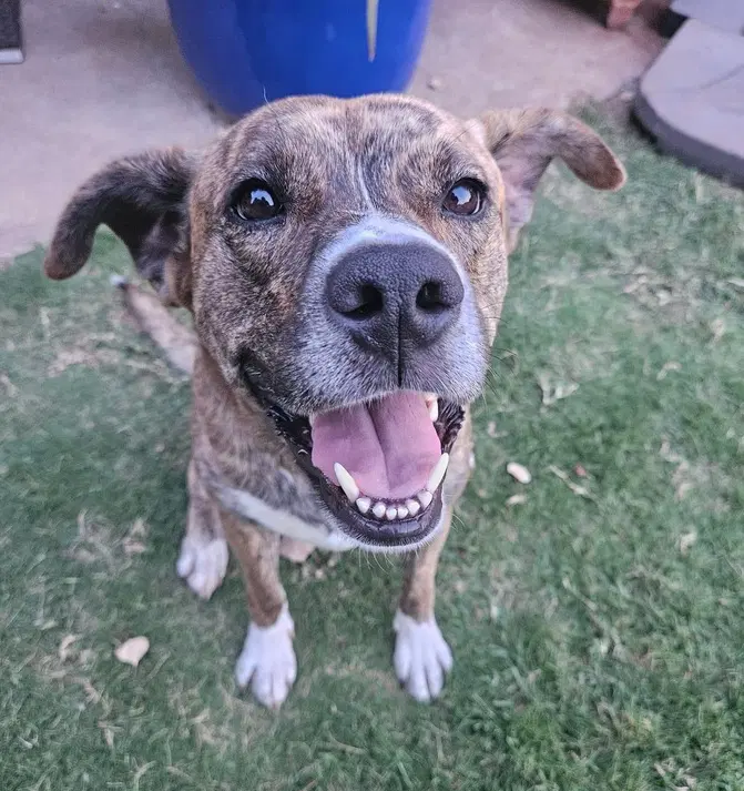 Chloe - Pit Bull Terrier