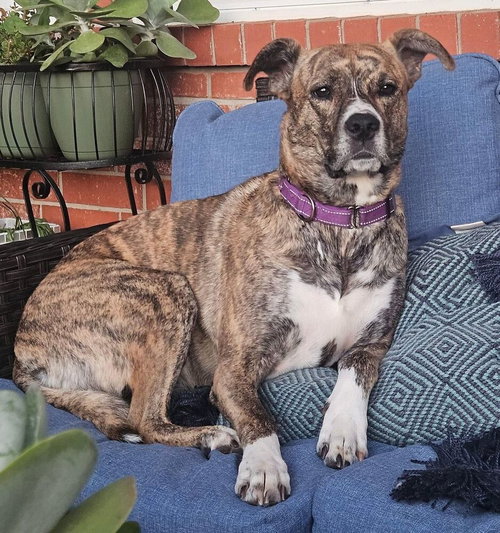 CHLOE - Pit Bull Terrier available for adoption