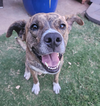 adoptable Dog in , OK named Chloe