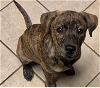 adoptable Dog in , OK named Rooster