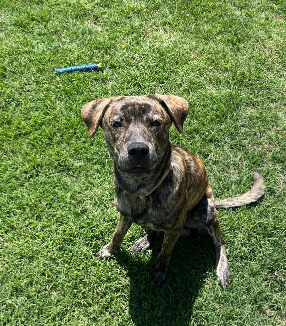 adoptable Dog in OKC, OK named Rooster