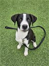 adoptable Dog in  named Olaf