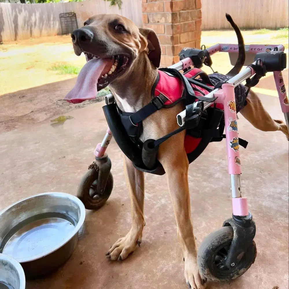 Tanner - Hound