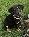 adoptable Dog in okc, OK named Snickers