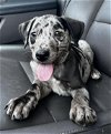 adoptable Dog in  named Oreo