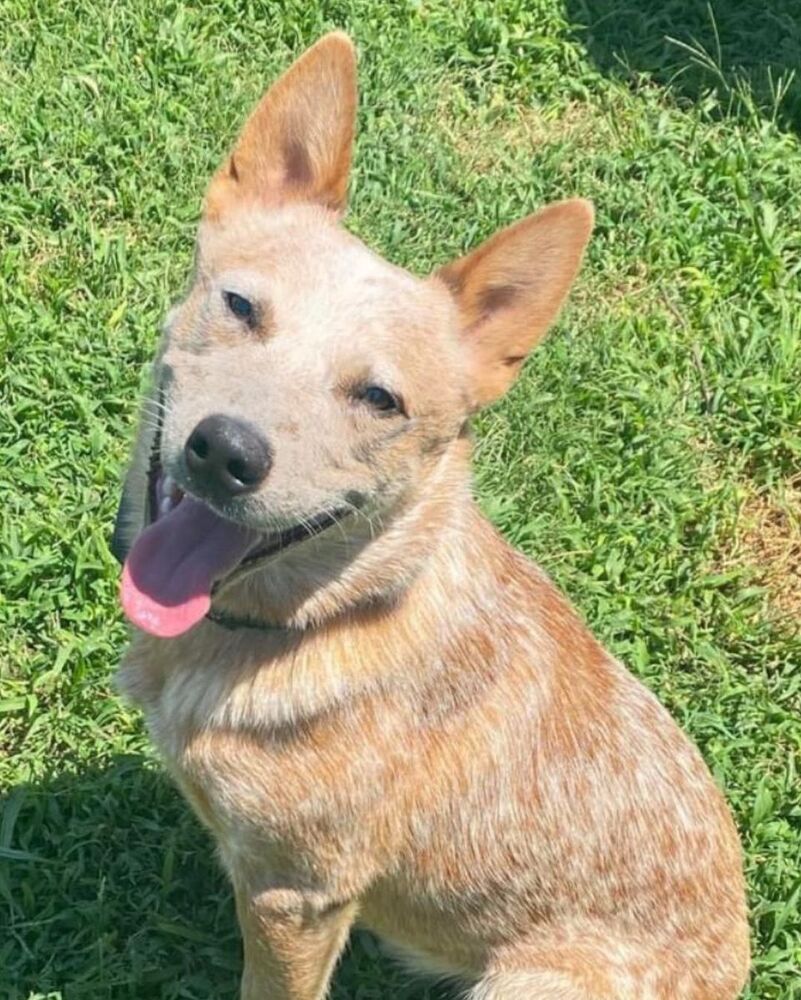 adoptable Dog in OKC, OK named Snugs