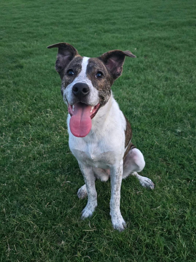 adoptable Dog in OKC, OK named Alice FKA Katie