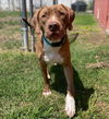 adoptable Dog in , OK named Sammy