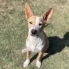 adoptable Dog in  named Sheldon