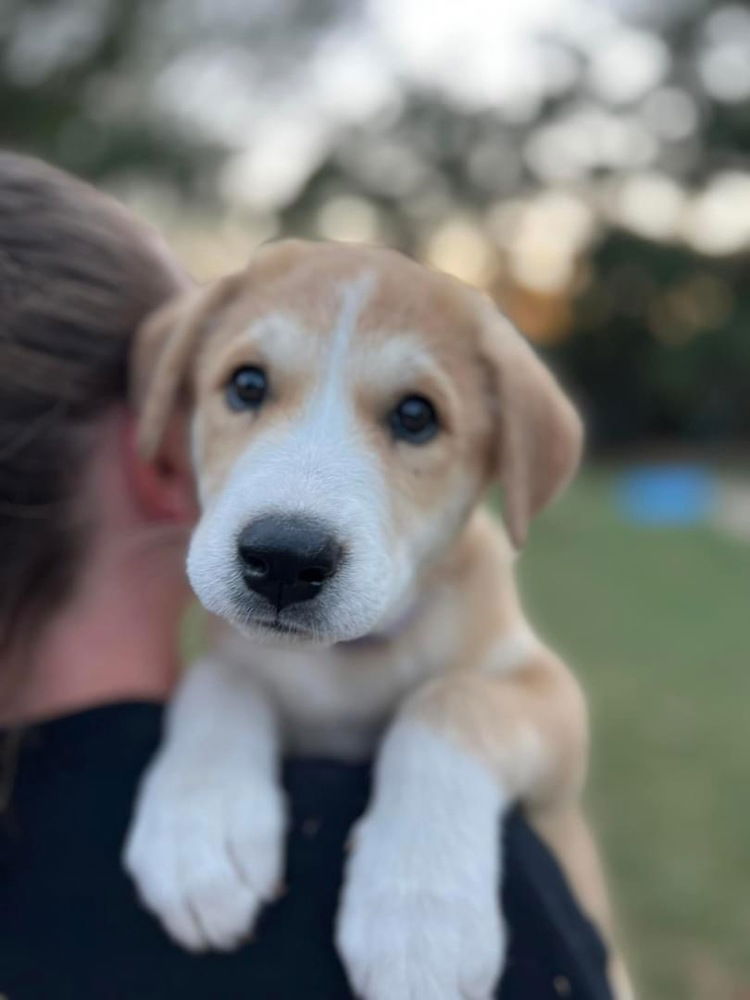 adoptable Dog in OKC, OK named Jeanette