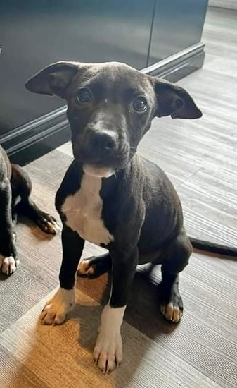 adoptable Dog in OKC, OK named Socks