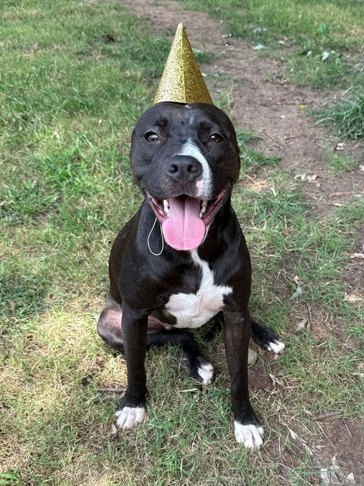 adoptable Dog in OKC, OK named Manchee