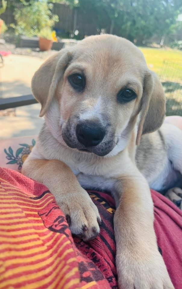 adoptable Dog in OKC, OK named Kiefer