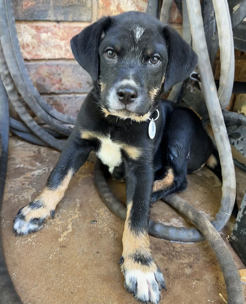 adoptable Dog in OKC, OK named Knox