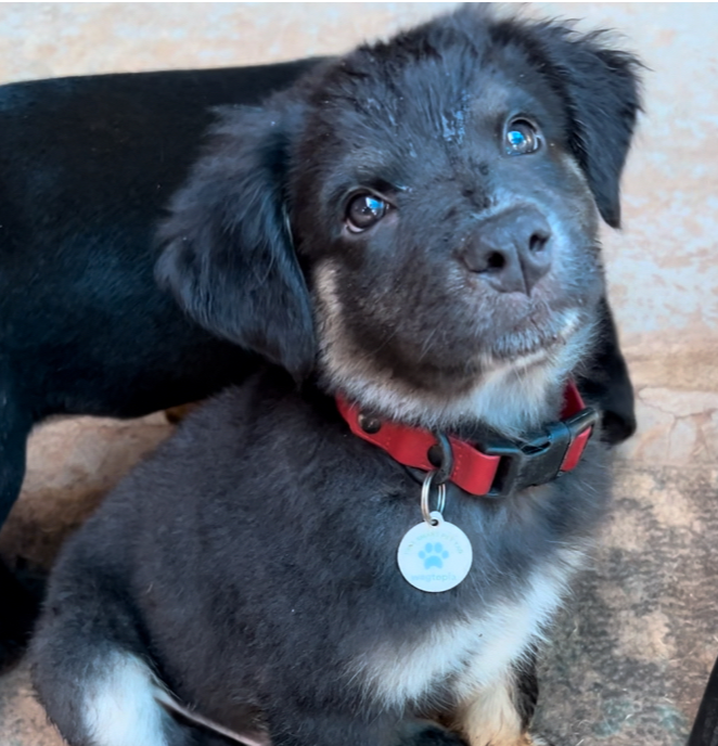 adoptable Dog in OKC, OK named Kaiser