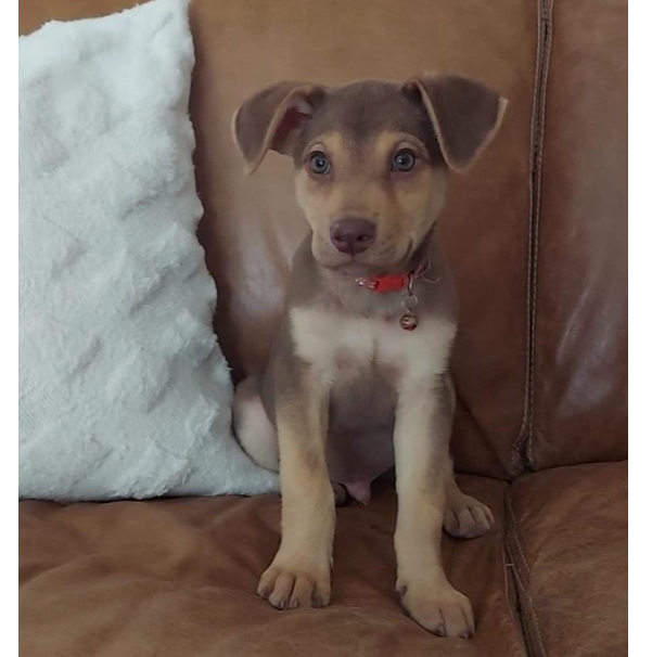 adoptable Dog in OKC, OK named Kemp