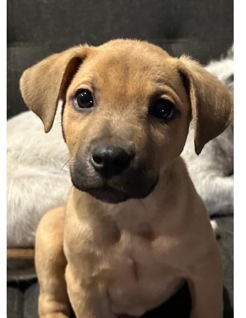 adoptable Dog in OKC, OK named Kelso