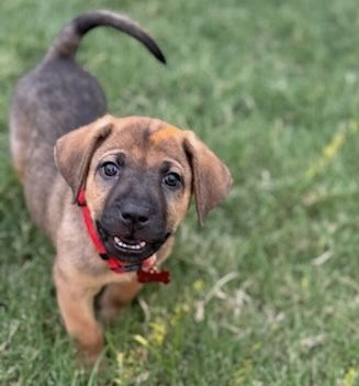 adoptable Dog in OKC, OK named Kilo