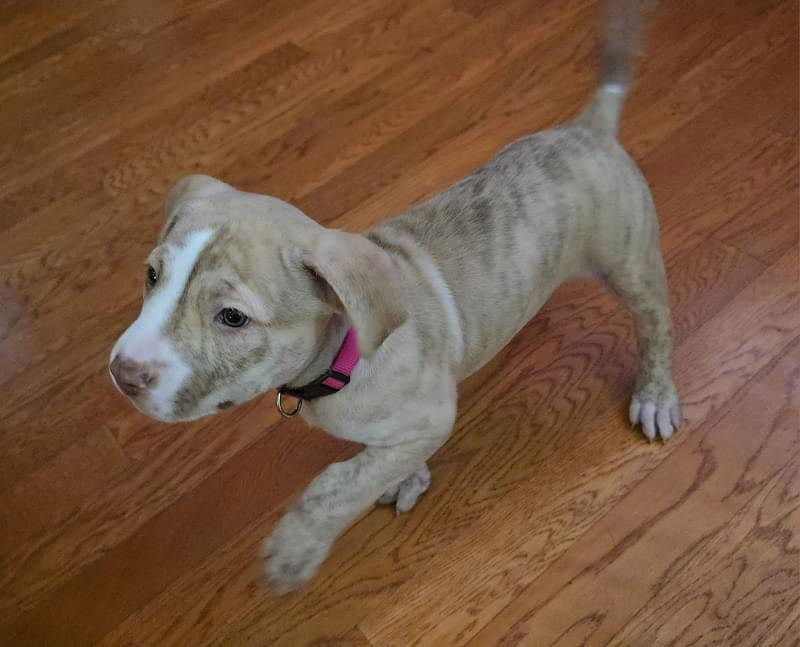 adoptable Dog in OKC, OK named Blondie