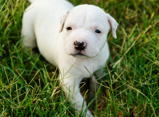 adoptable Dog in OKC, OK named Melody