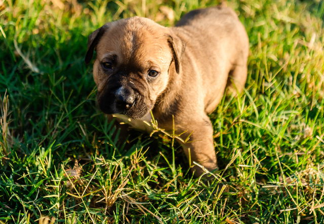 adoptable Dog in OKC, OK named Matthew