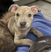 adoptable Dog in , OK named Ducky