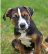 adoptable Dog in  named Judd