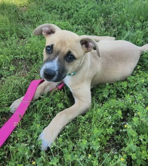 picture of the dog needing adoption
