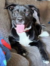 adoptable Dog in  named Bindi