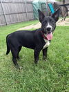 adoptable Dog in  named Bianca