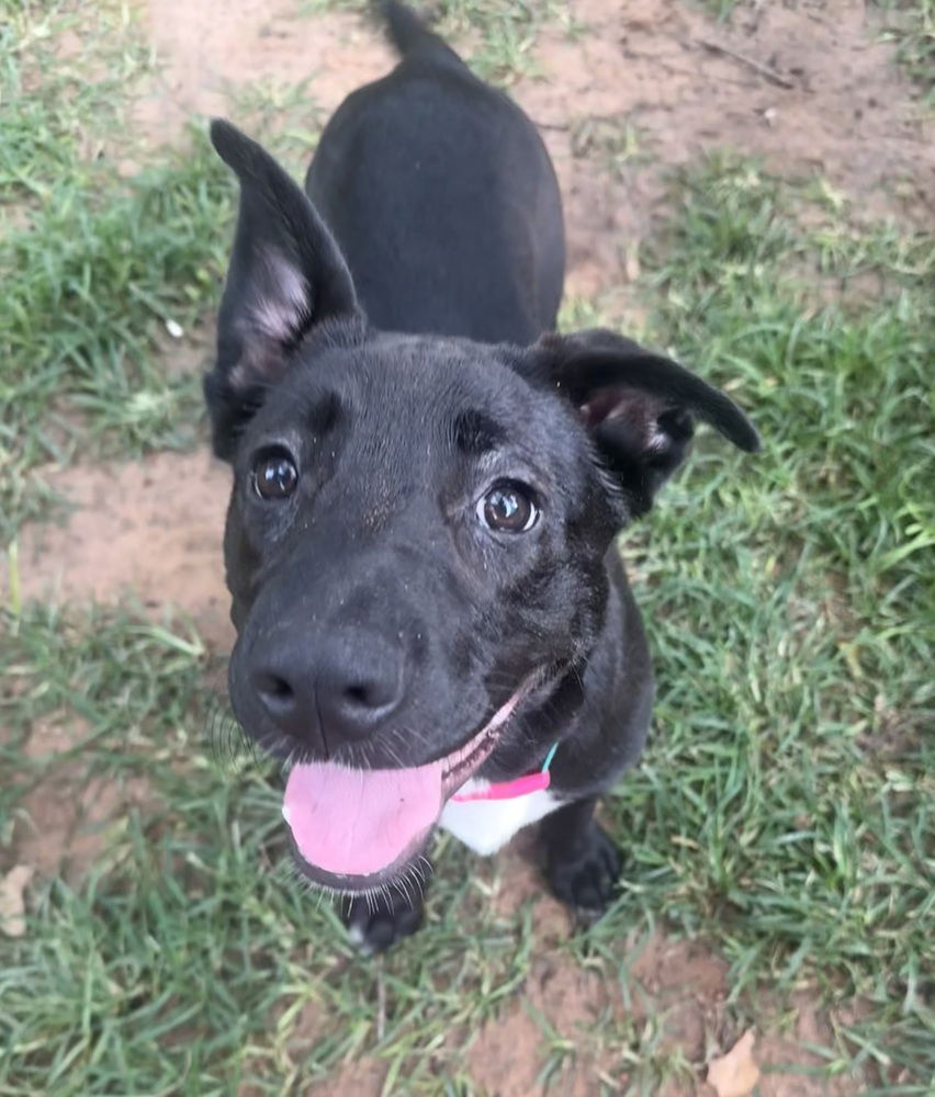 adoptable Dog in OKC, OK named Beatrix