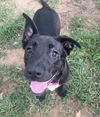 adoptable Dog in  named Beatrix