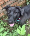 adoptable Dog in  named Bellamy