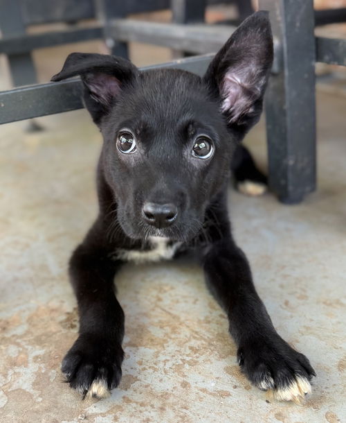 picture of the dog needing adoption