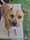 adoptable Dog in  named Mira
