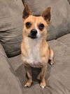 adoptable Dog in  named Pablo
