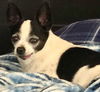 adoptable Dog in  named Buttons