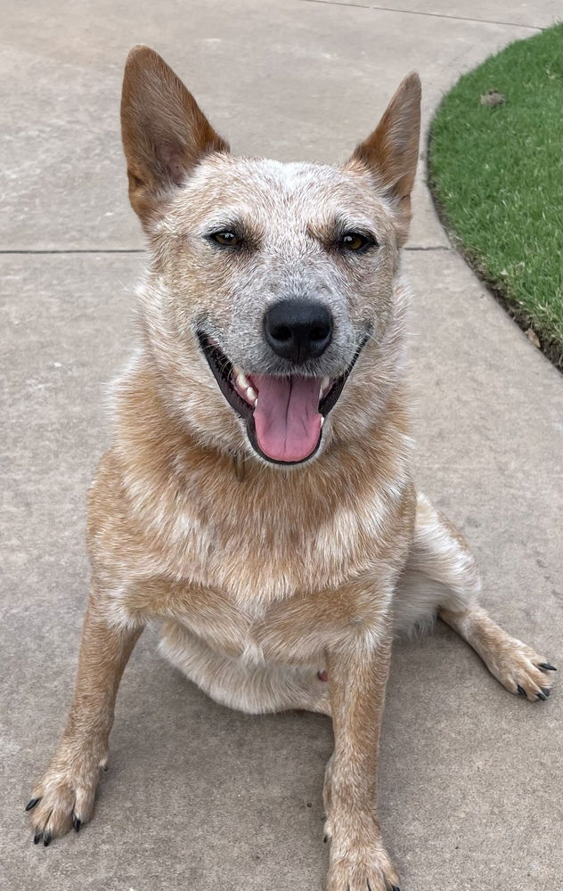 adoptable Dog in OKC, OK named Snugs/Rowan