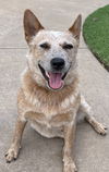 adoptable Dog in  named Snugs/Rowan