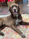 adoptable Dog in  named Harvey fka Zodd