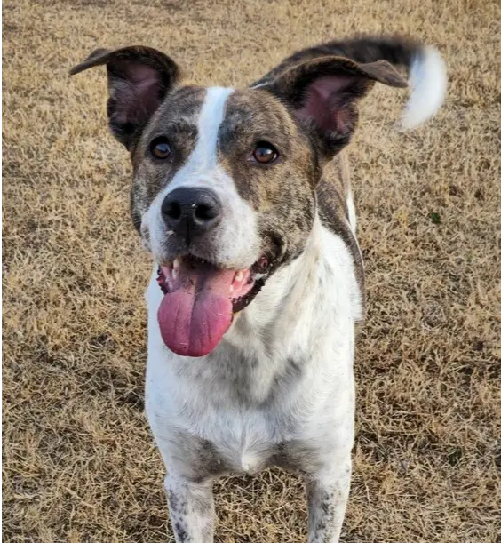 Piper Fka Alice - Pit Bull Terrier
